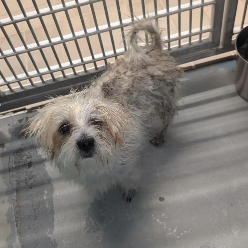 An adult small-sized male White / Cream Wirehaired Terrier dog named Starsky for adoption in Bryan, TX