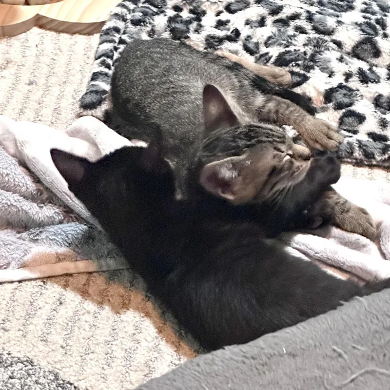 A baby small-sized male Brown / Chocolate Domestic Short Hair cat named Yardley for adoption in Austin, TX