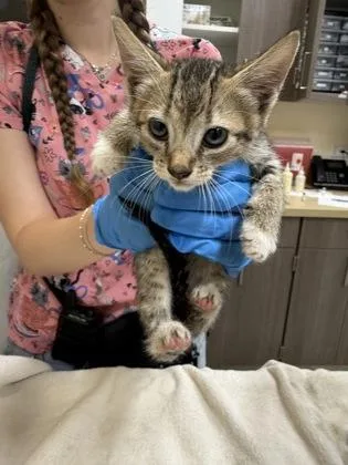 A baby small-sized female Domestic Short Hair cat named Fuzz Lightyear for adoption in Honolulu, HI
