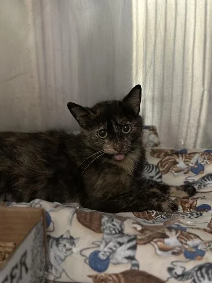 A young small-sized female Domestic Short Hair cat named Parsley for adoption in Aberdeen, SD