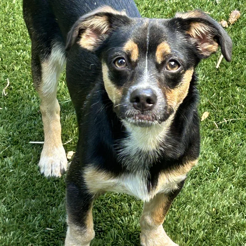 Milo Lee Chi thumbnail 2