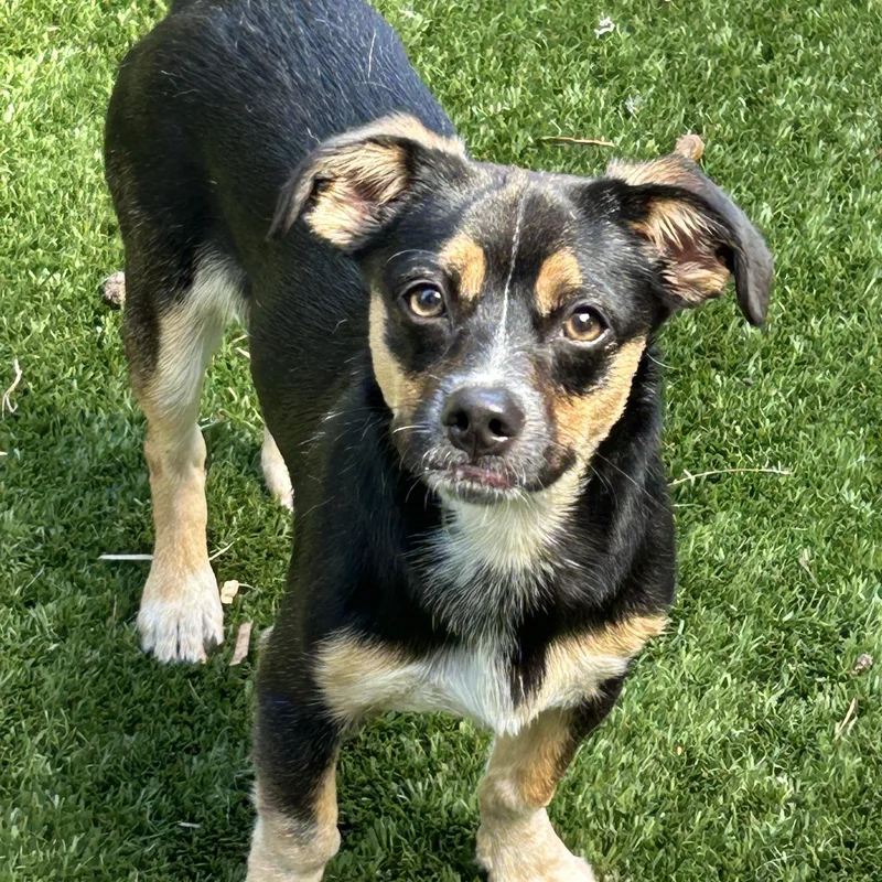 Milo Lee Chi thumbnail 3