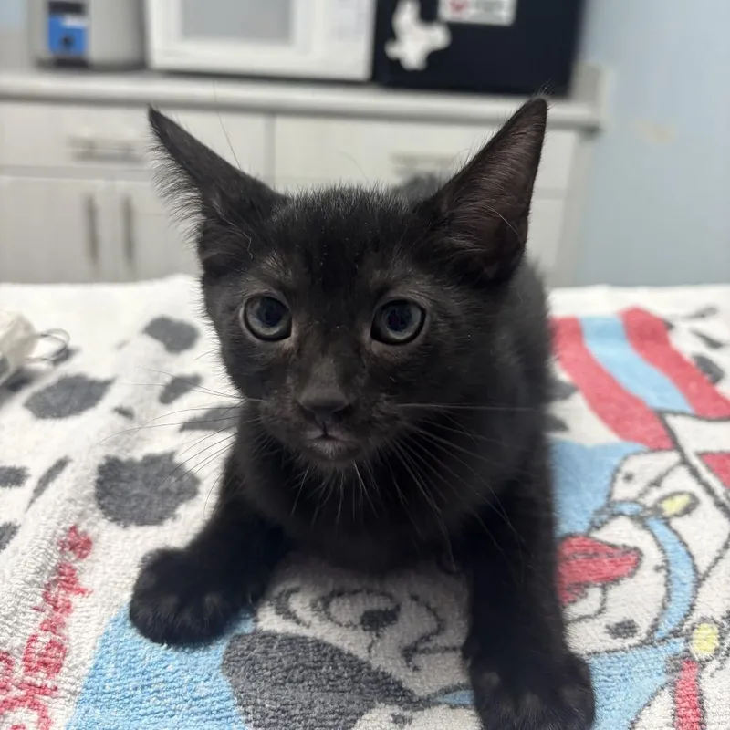 Wiggles