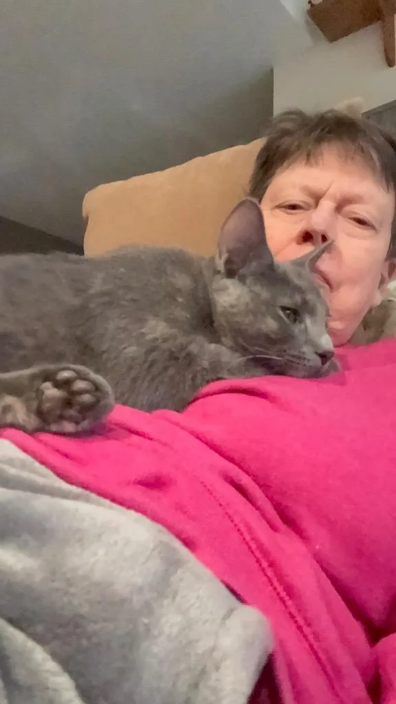 A young small-sized female Domestic Short Hair cat named Raindrop for adoption in Ballwin, MO