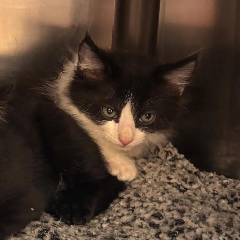 A baby small-sized male White Domestic Long Hair cat named Skipper for adoption in Springfield, MA