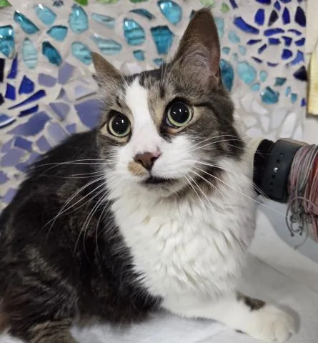 An adult medium-sized male Domestic Medium Hair cat named Tickles for adoption in Pensacola, FL