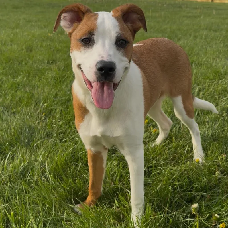 A baby medium-sized male Boxer dog named Brodie for adoption in La Grange, KY