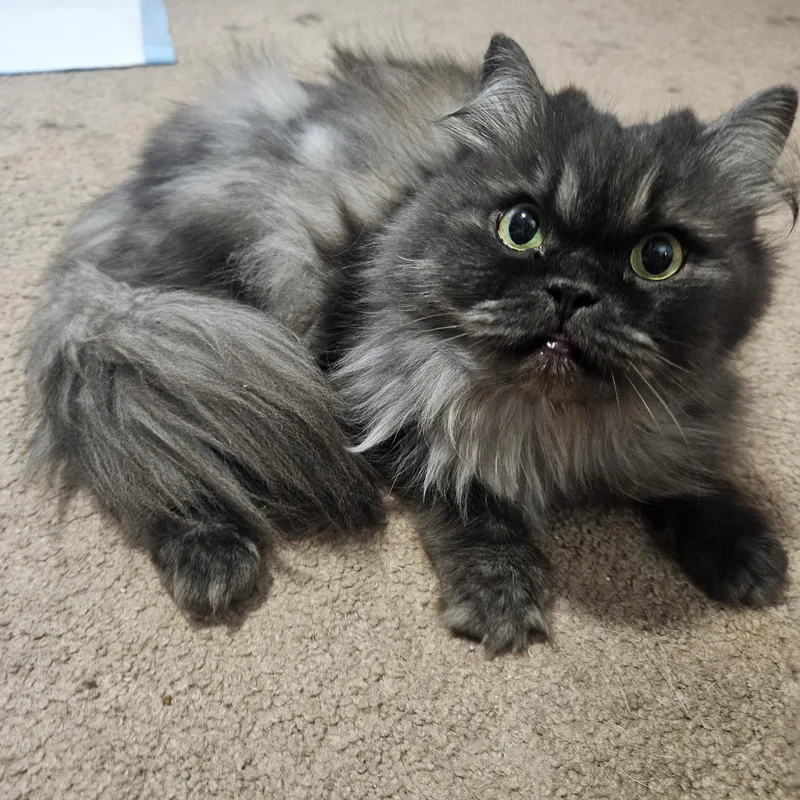 An adult medium-sized male Gray / Blue / Silver Persian cat named Frankie for adoption in Orlando, FL