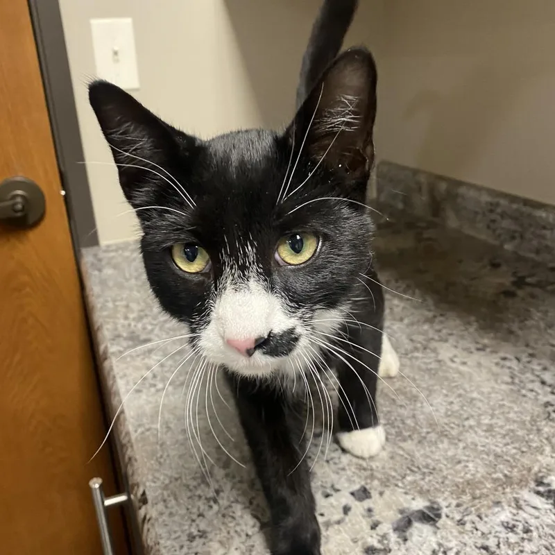 A young medium-sized male Black Domestic Short Hair cat named Griffon for adoption in Wadena, MN