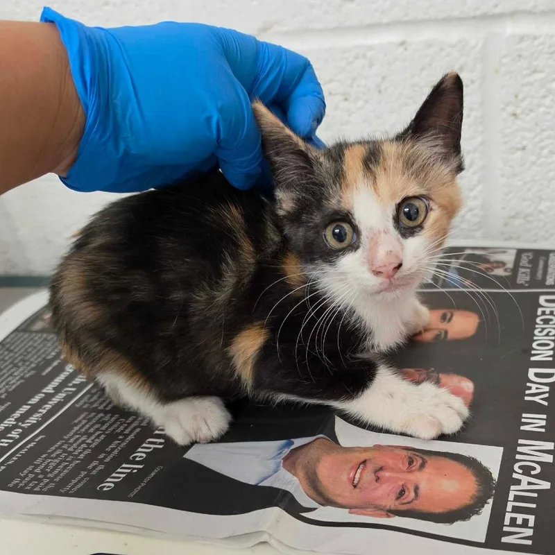 A baby small-sized female Calico Domestic Short Hair cat named Caribou for adoption in Edinburg, TX