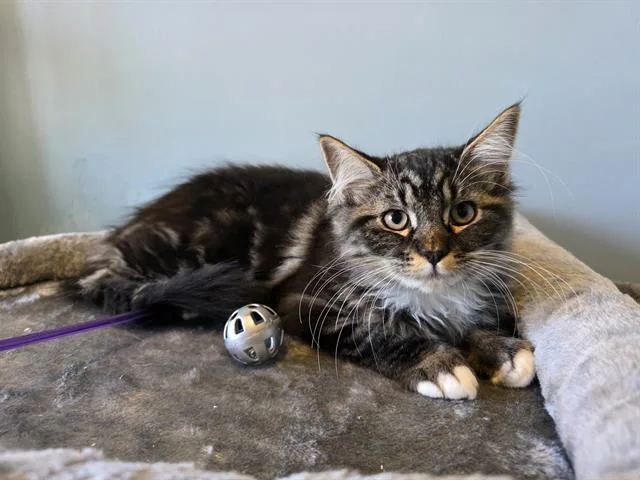 A baby small-sized male Domestic Long Hair cat named August for adoption in Santa Clara, CA