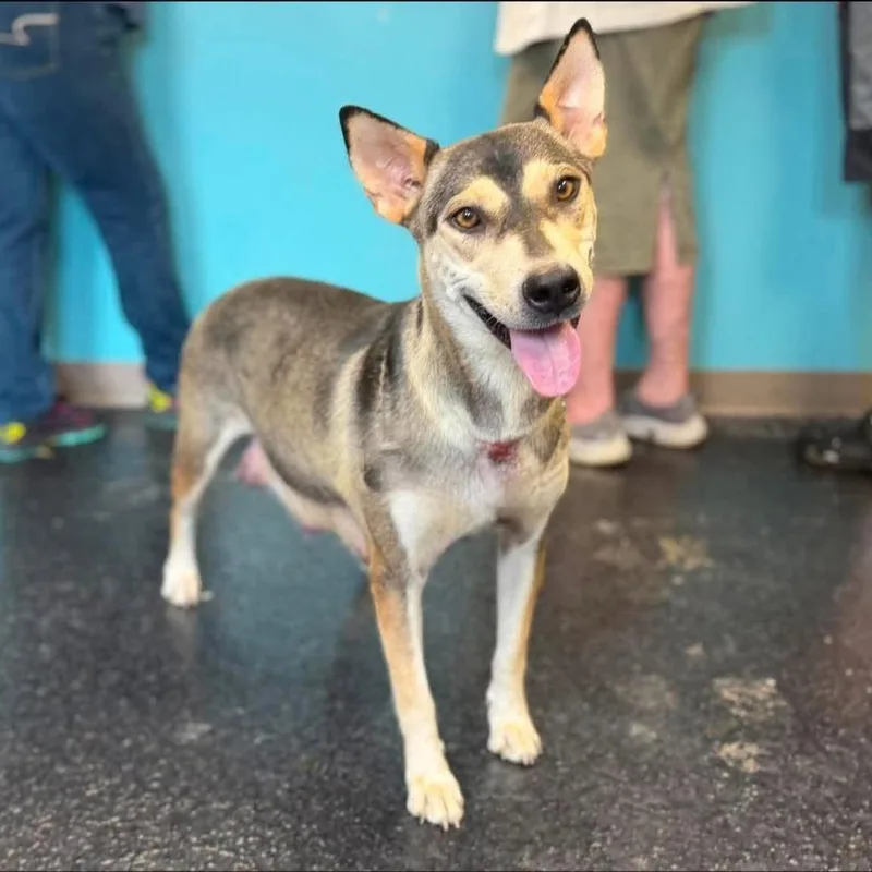 An adult medium-sized female Shepherd dog named Anna for adoption in Alexandria, VA
