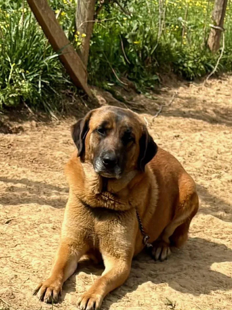 An adult medium-sized female Black Golden Retriever dog named Bunnie for adoption in Watertown, CT