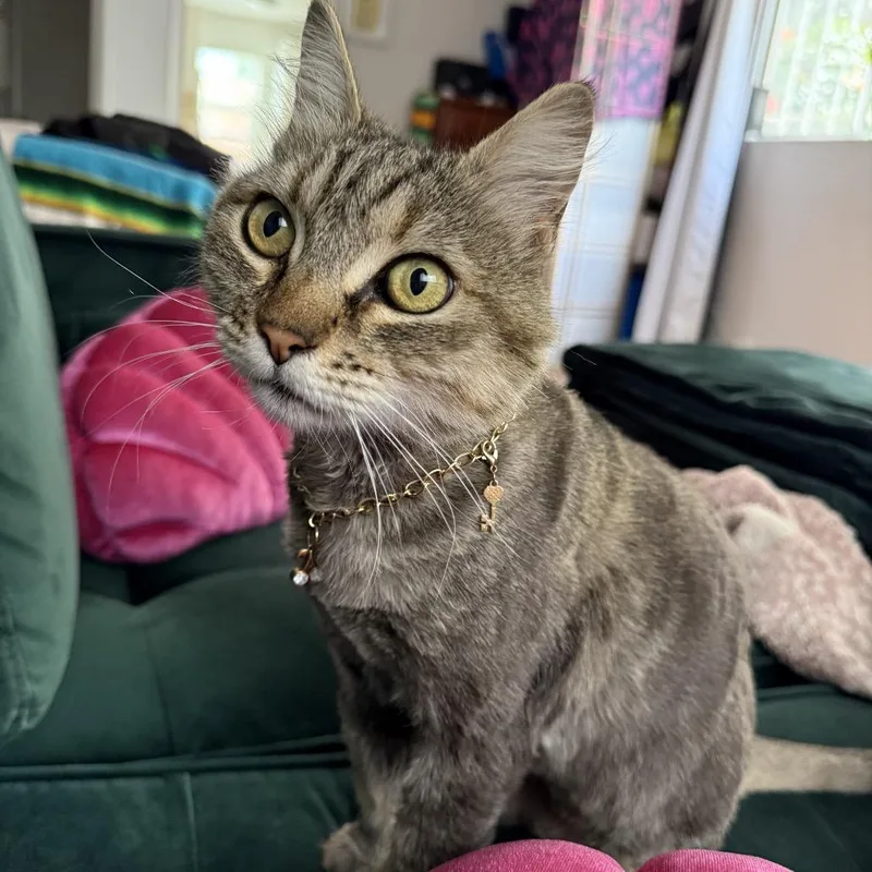An adult small-sized female Gray / Blue / Silver Domestic Long Hair cat named Mady for adoption in Long Beach, CA