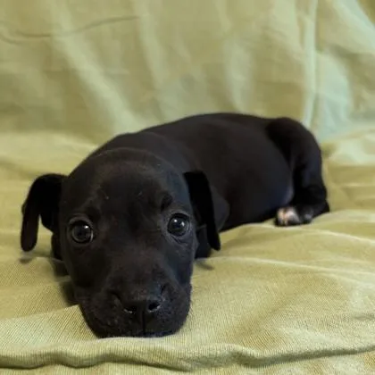 A baby small-sized male Mixed Breed dog named Phillips for adoption in Savannah, GA