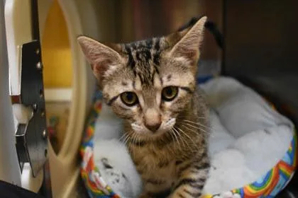 A young medium-sized female Domestic Short Hair cat named Precious for adoption in Kansas City, MO