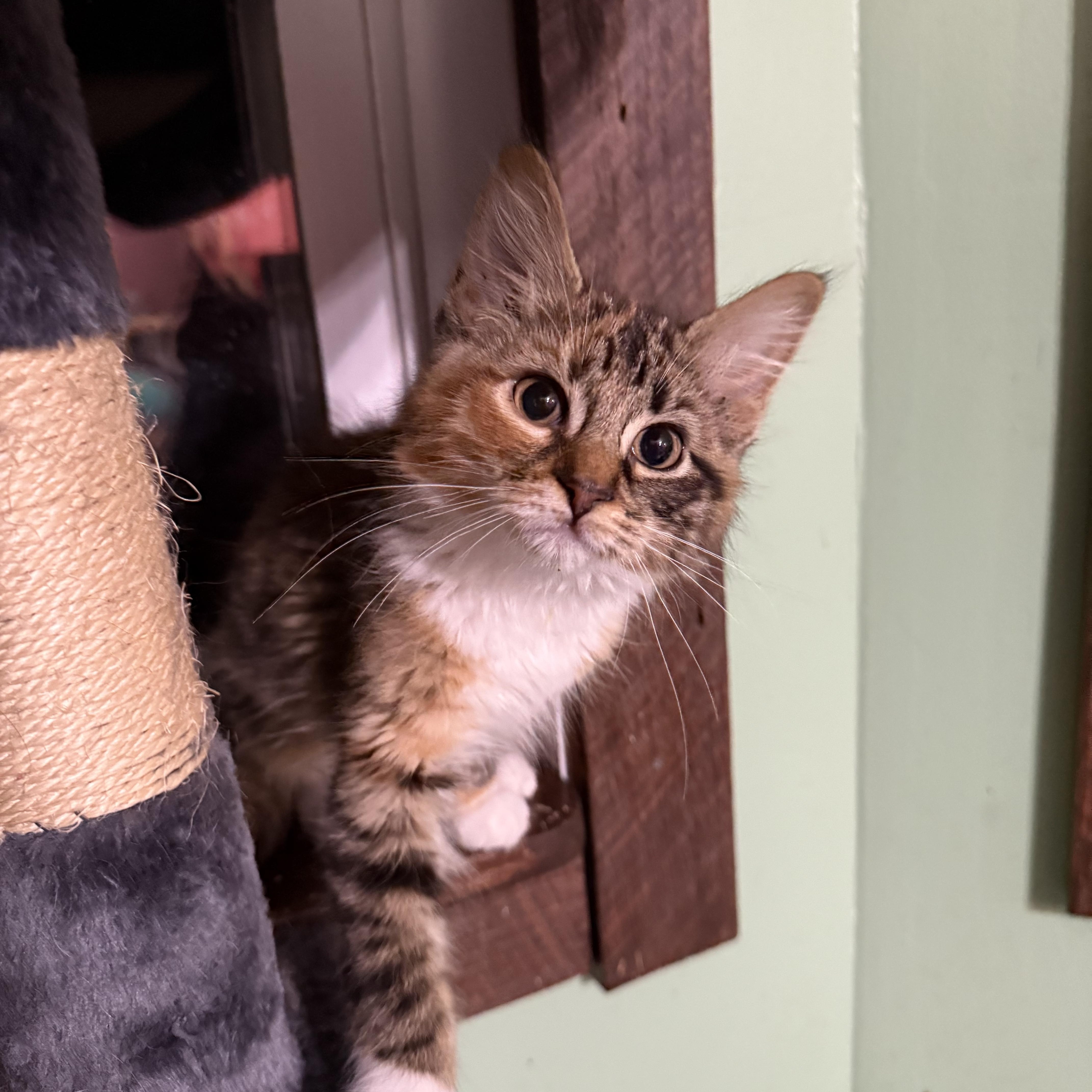 Cinnamon thumbnail 2