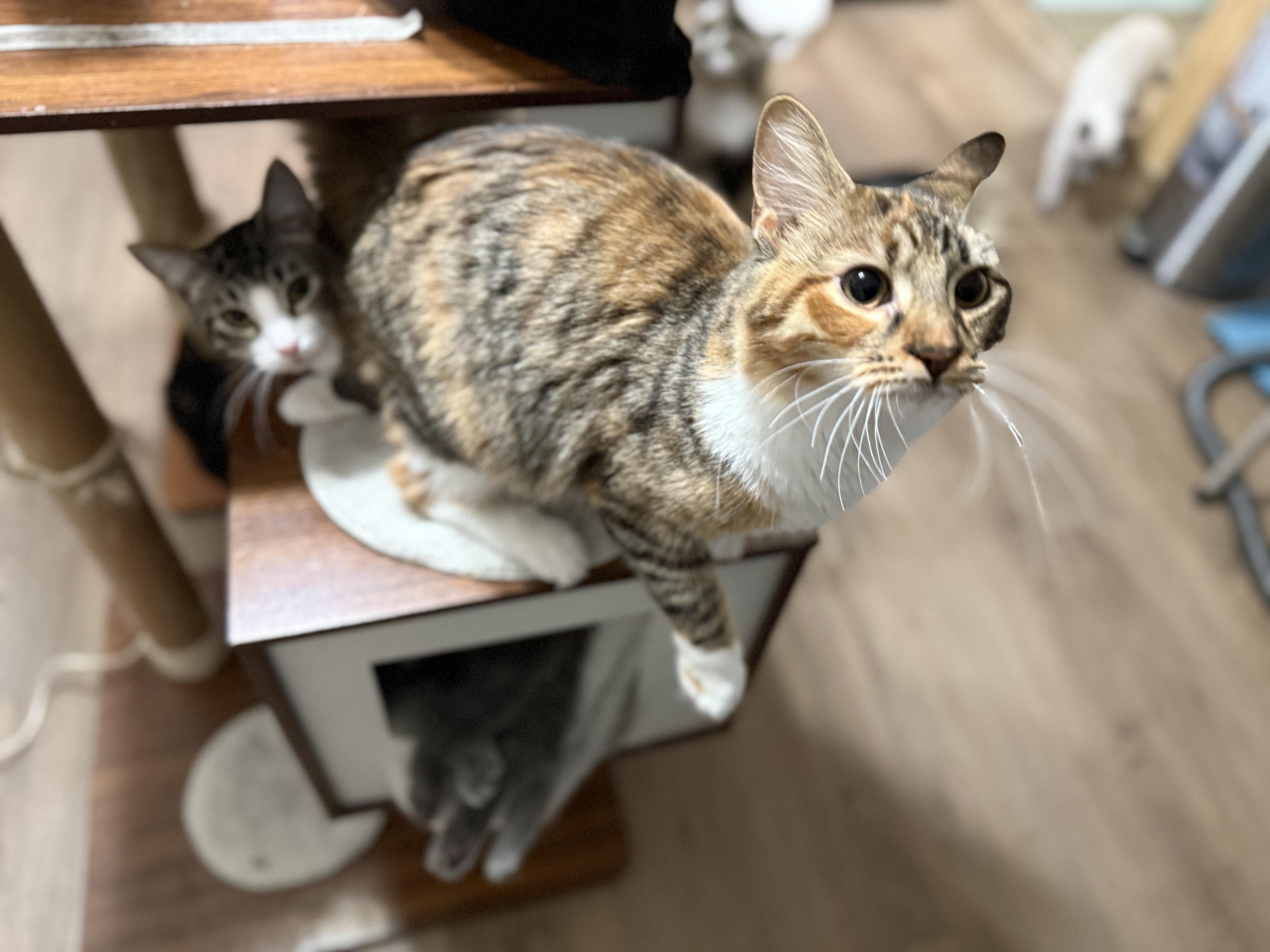 Cinnamon thumbnail 3