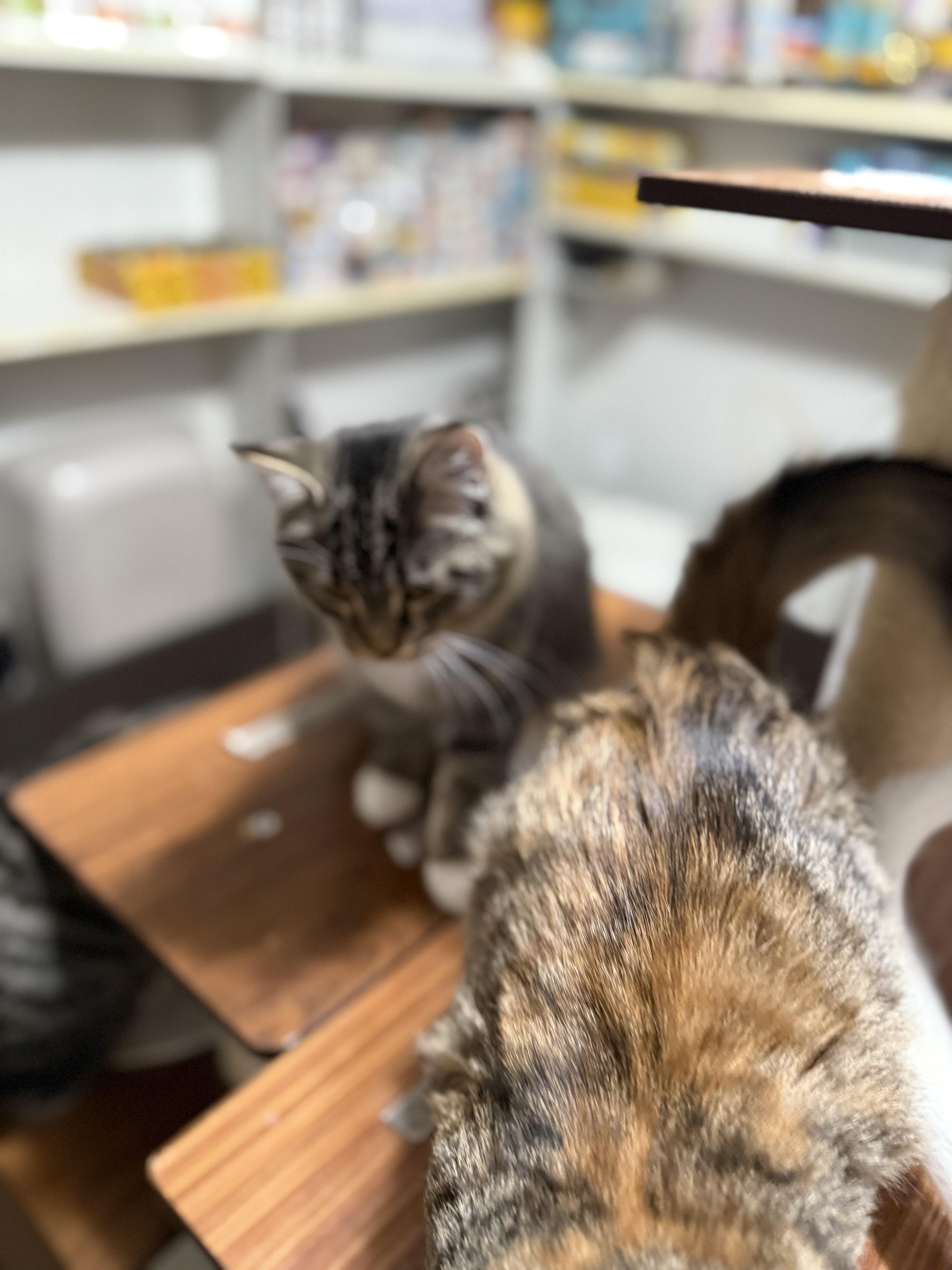 Cinnamon thumbnail 4