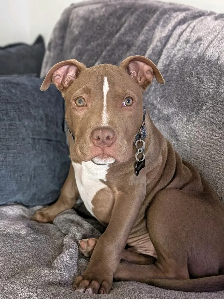 A baby medium-sized male Pit Bull Terrier dog named Roger for adoption in Grand Rapids, MI