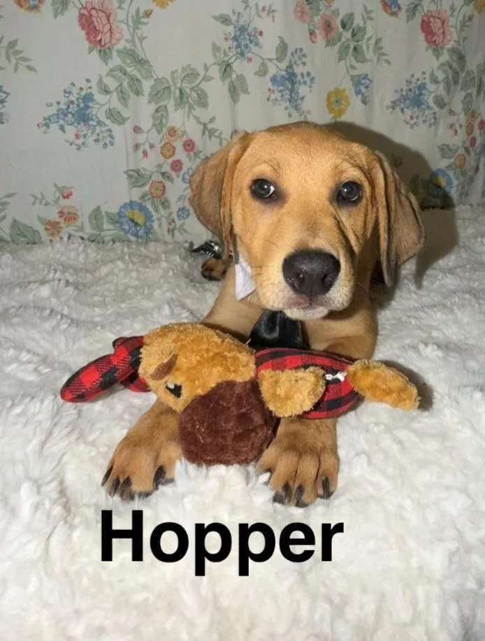 A baby medium-sized male Yellow / Tan / Blond / Fawn Labrador Retriever dog named Hopper for adoption in TOMBALL, TX