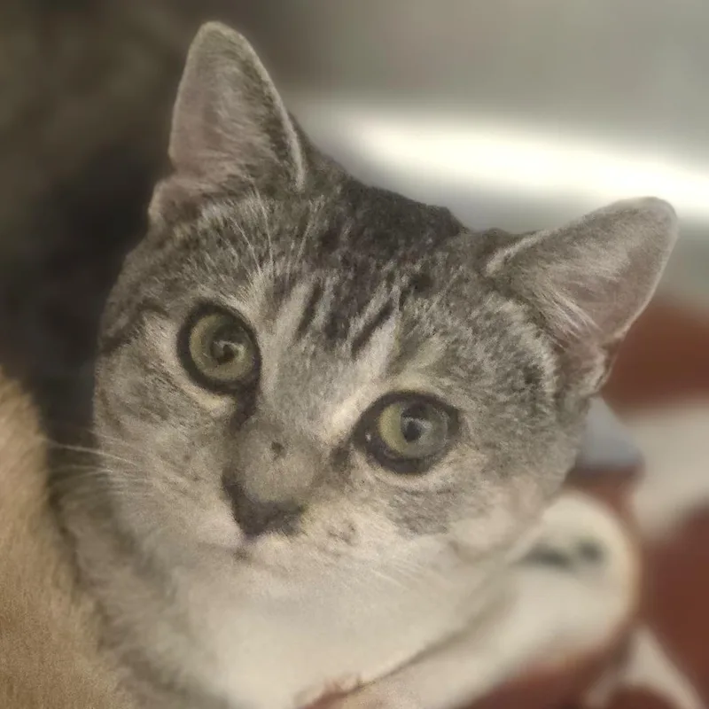 A young medium-sized female Gray / Blue / Silver Domestic Short Hair cat named Cecilia for adoption in Wickenburg, AZ