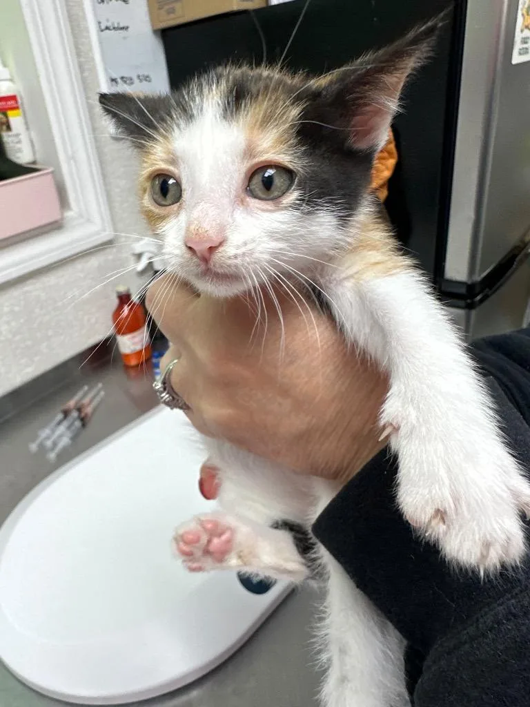 A baby medium-sized female Domestic Short Hair cat named Nora for adoption in Pomona, NY