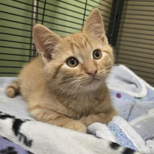 A baby medium-sized male Tabby (Orange / Red) Domestic Short Hair cat named Nuno for adoption in Prince Frederick, MD