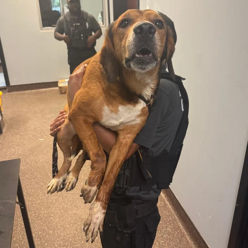 An adult medium-sized female Yellow / Tan / Blond / Fawn Mixed Breed dog named Daisy for adoption in Columbus, GA