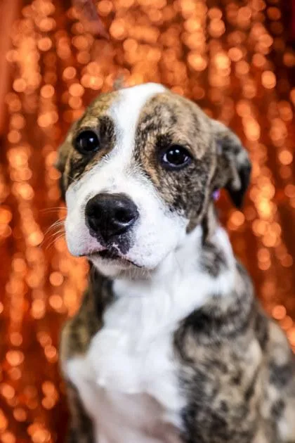 A young medium-sized male Mixed Breed dog named Landon for adoption in Dothan, AL