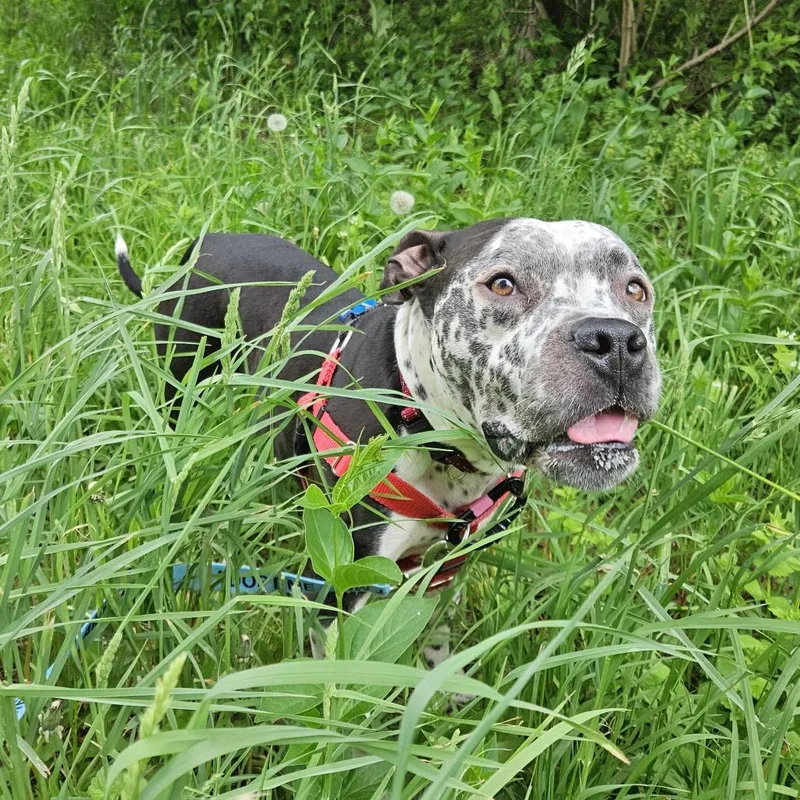 Sosa