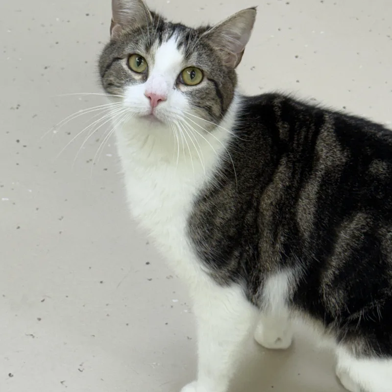 An adult medium-sized male White Domestic Short Hair cat named Bruce for adoption in Pawleys Island, SC