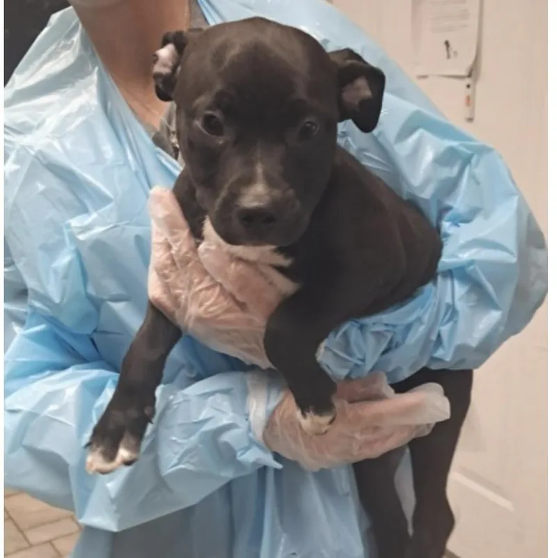 A baby medium-sized male Black Labrador Retriever dog named Thunder for adoption in Hollister, MO