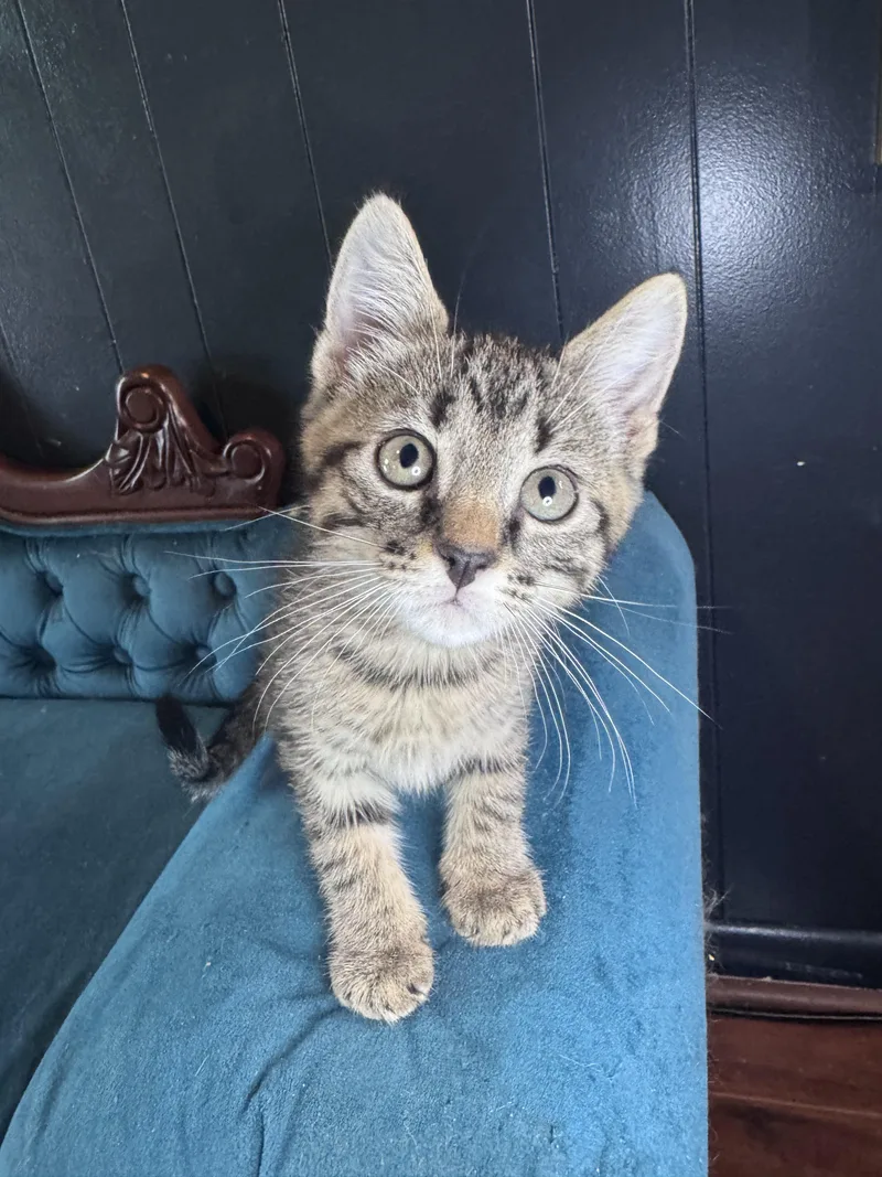 A baby medium-sized male Tabby (Buff / Tan / Fawn) Domestic Short Hair cat named Cannoli for adoption in Avoca, PA