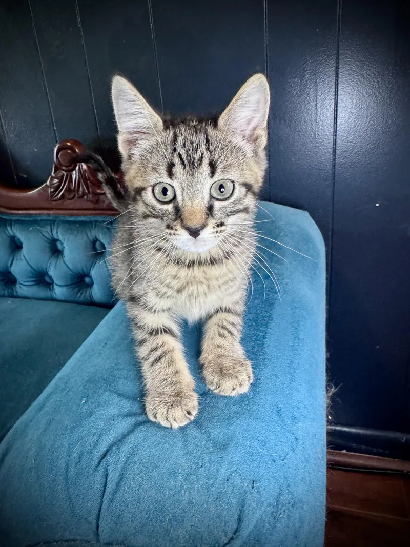 Cannoli thumbnail 2