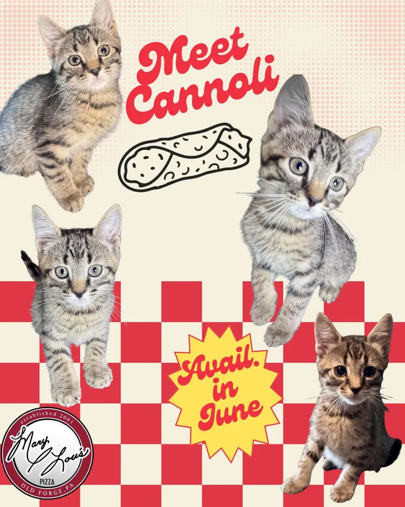 Cannoli thumbnail 4