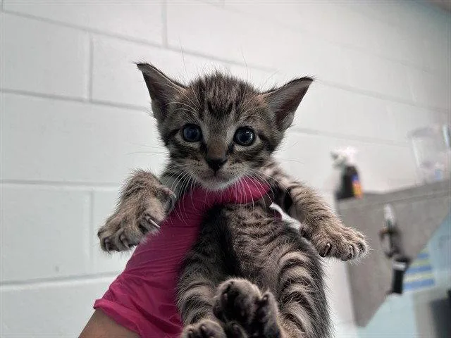 A baby small-sized male Brown / Chocolate Domestic Short Hair cat named Wanda for adoption in Tavares, FL