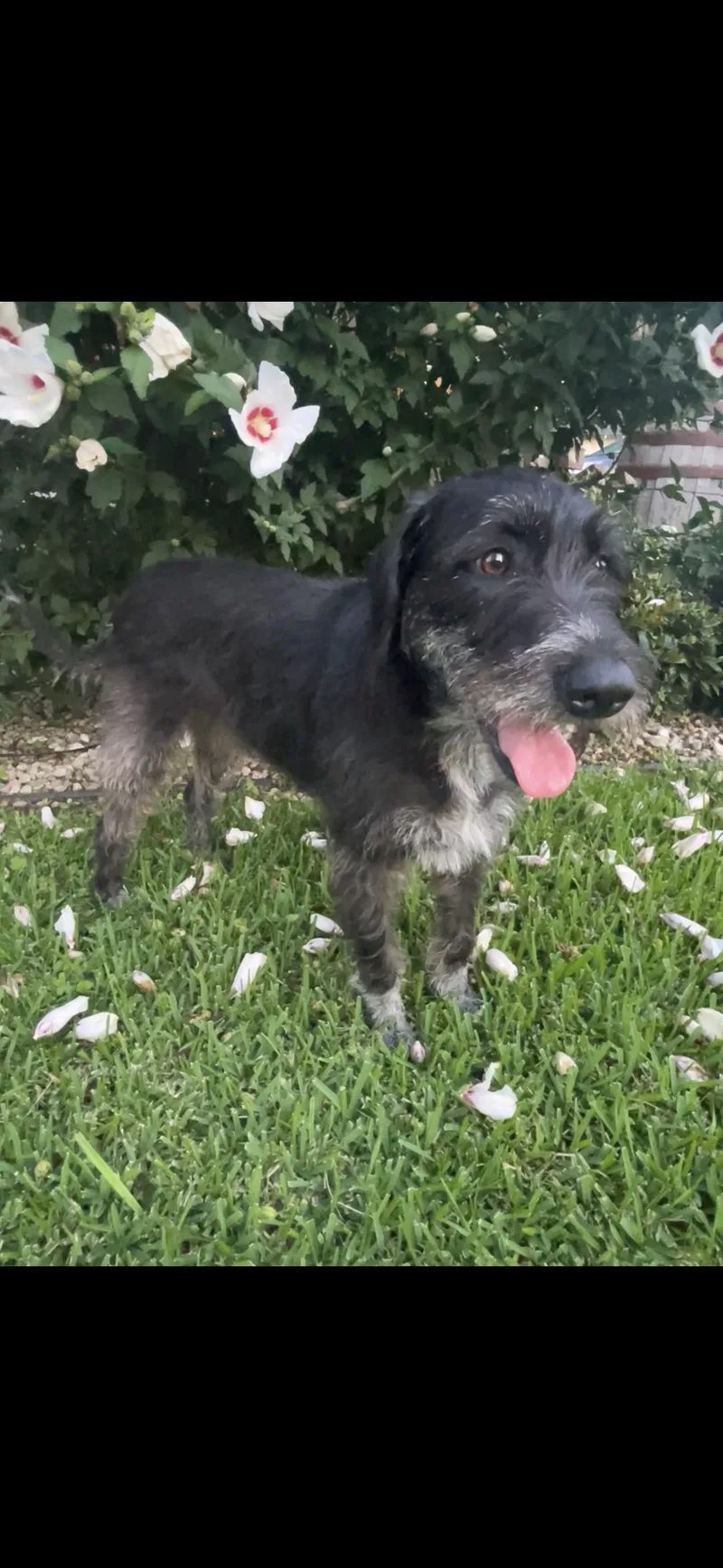 A young medium-sized female German Wirehaired Pointer dog named Darla for adoption in Alexandria, LA