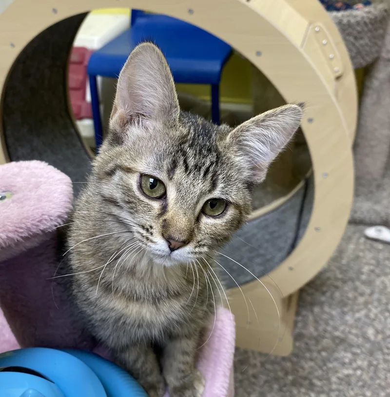 A baby small-sized female Tabby cat named Zsa Zsa for adoption in Memphis, TN