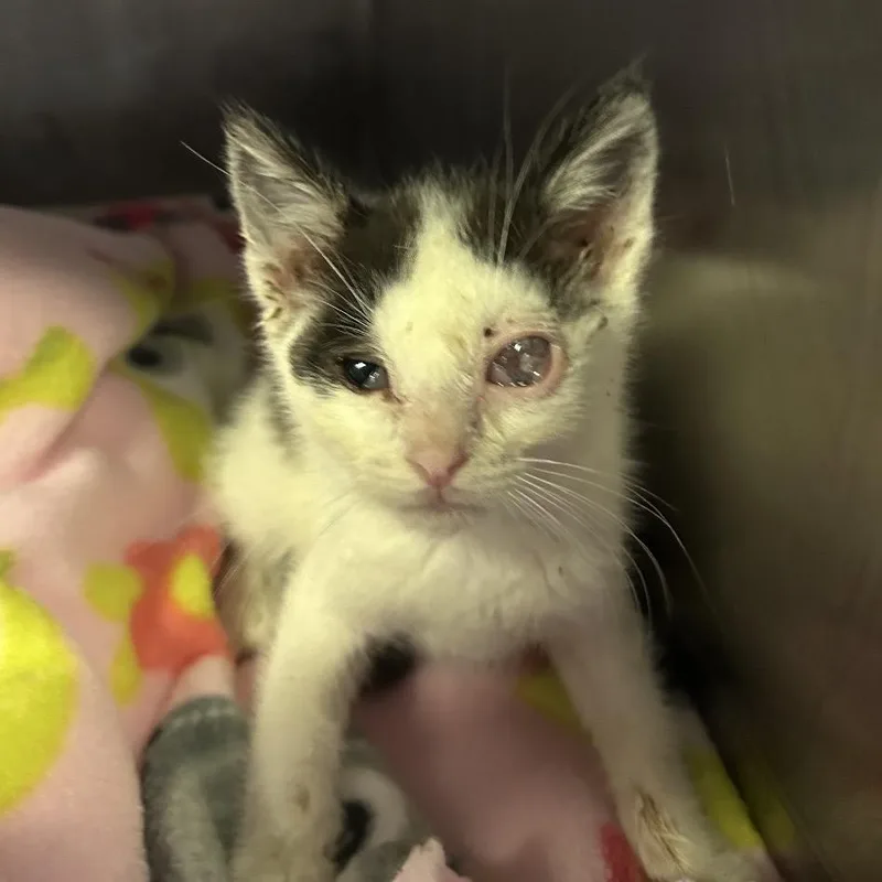 A baby small-sized male White Domestic Short Hair cat named Bubba for adoption in San Gabriel, CA