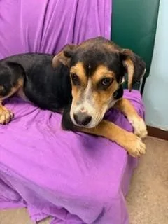 A baby medium-sized male Australian Cattle Dog / Blue Heeler dog named Sonny Boy for adoption in Phoenix, AZ