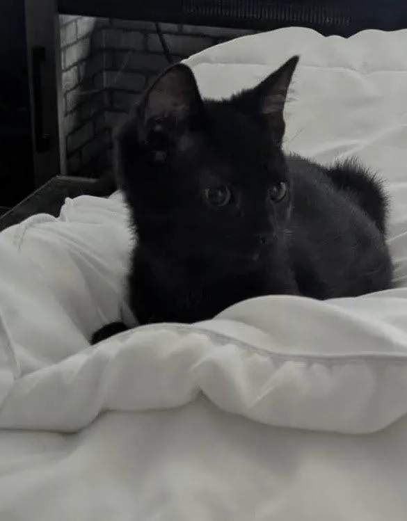 A baby medium-sized male Black Domestic Short Hair cat named Toby for adoption in Wheaton, IL