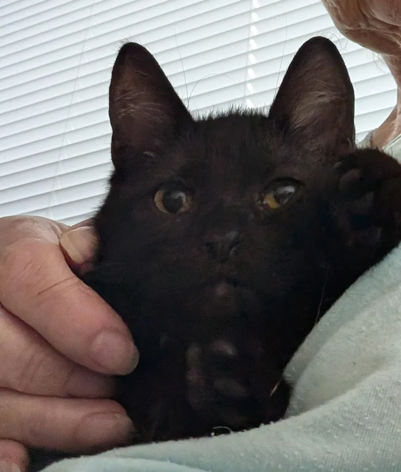 Toby thumbnail 2