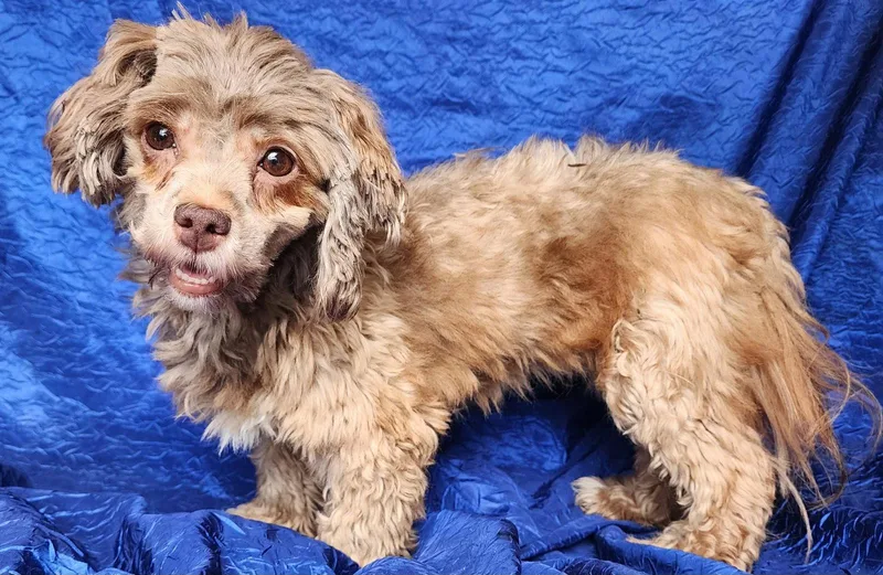 A young small-sized female Havanese dog named Trixie for adoption in Cuba, NY