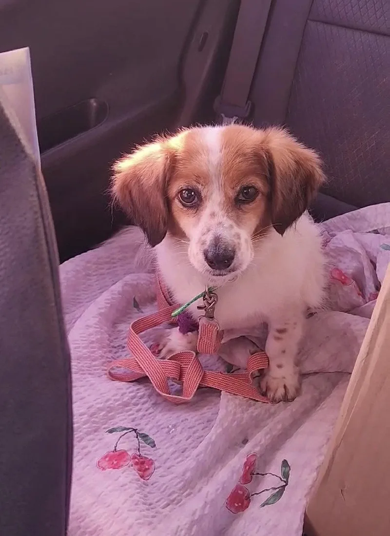 An adult small-sized female Cavalier King Charles Spaniel dog named Cherry for adoption in Agoura Hills, CA