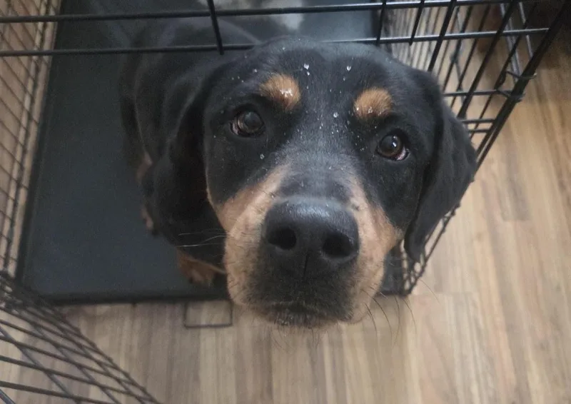 An adult medium-sized female Rottweiler dog named NovaLeigh for adoption in Saratoga Springs, NY