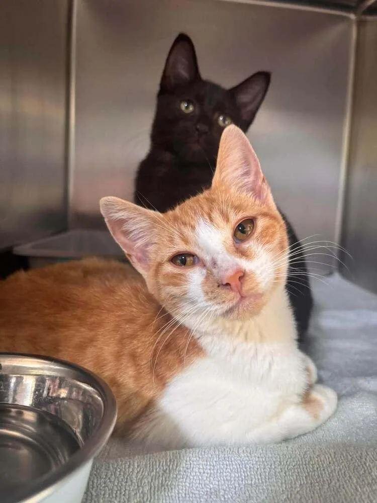 A baby small-sized female Orange & White Domestic Short Hair cat named DeeDee for adoption in Statesboro, GA