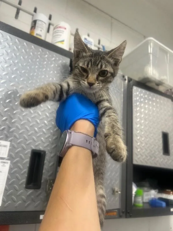 A baby medium-sized male Tabby (Brown / Chocolate) Domestic Short Hair cat named Two for adoption in Fruit Heights, UT