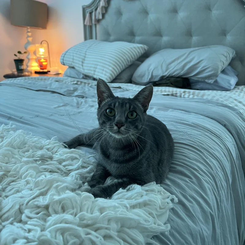 A young medium-sized female Domestic Short Hair cat named RuPaul for adoption in San Luis Obispo, CA