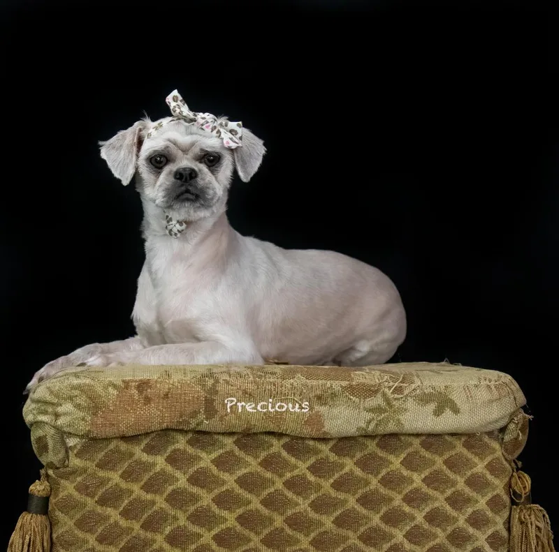 An adult small-sized female Shih Tzu dog named Precious for adoption in Hot Springs Village, AR